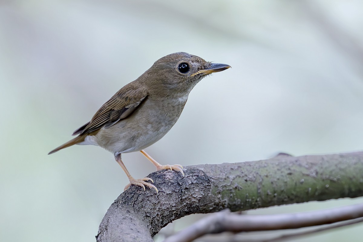 Brown-chested Jungle Flycatcher - ML643703662
