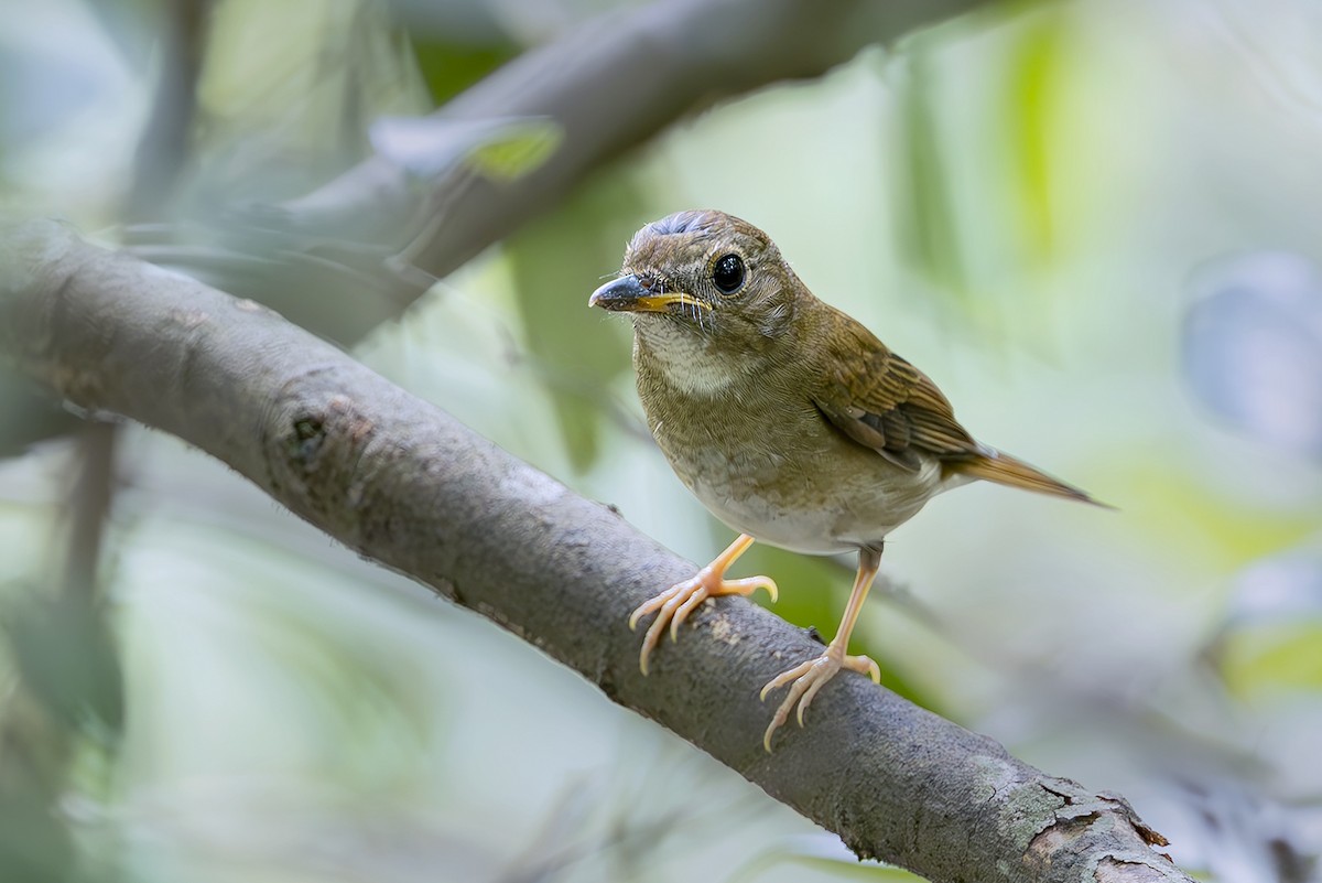 Brown-chested Jungle Flycatcher - ML643703663