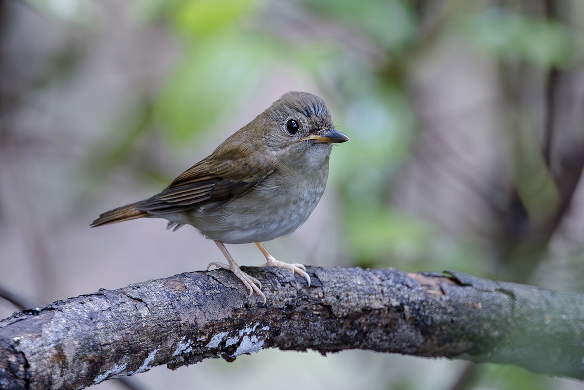 Brown-chested Jungle Flycatcher - ML643703664
