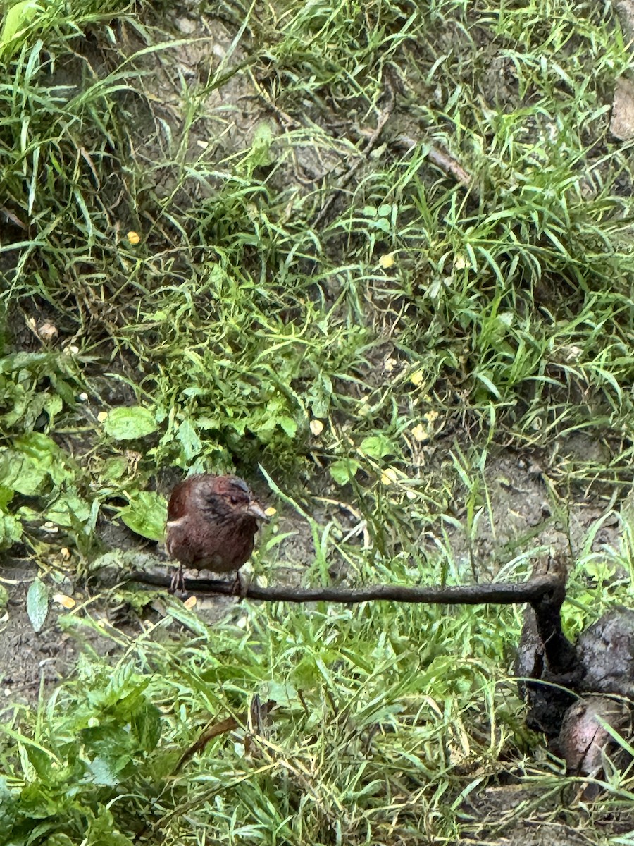 Blanford's Rosefinch - ML643703670