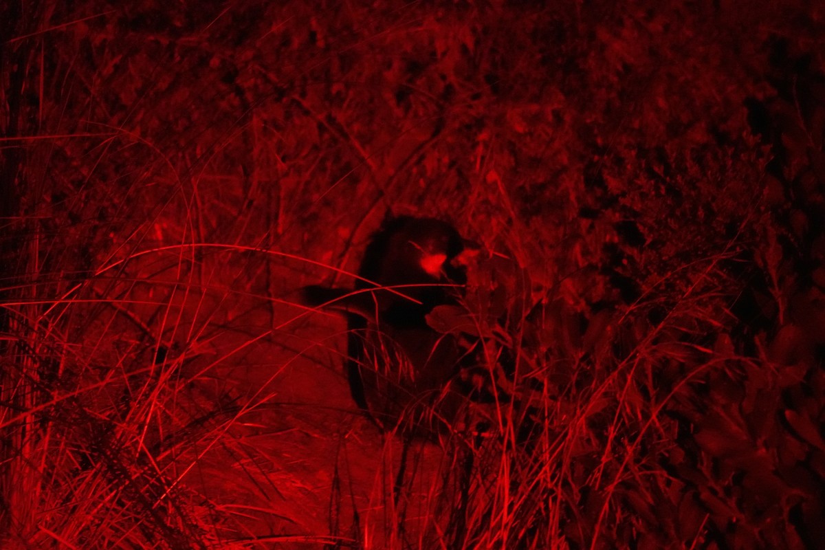 Little Penguin - ML643703689