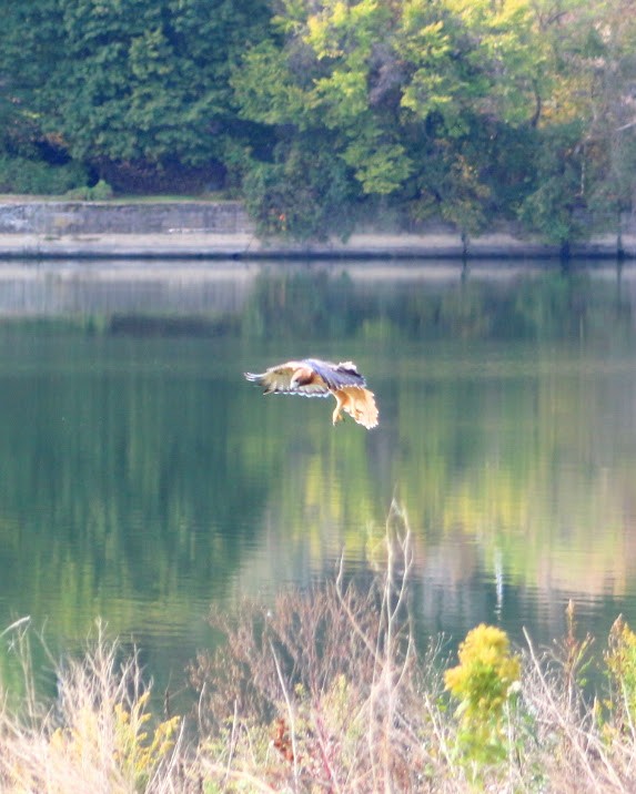 Red-tailed Hawk - ML643703723
