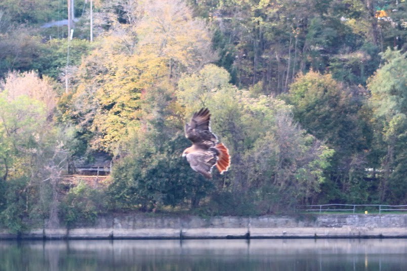 Red-tailed Hawk - ML643703724