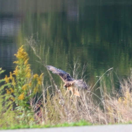 Red-tailed Hawk - ML643703725