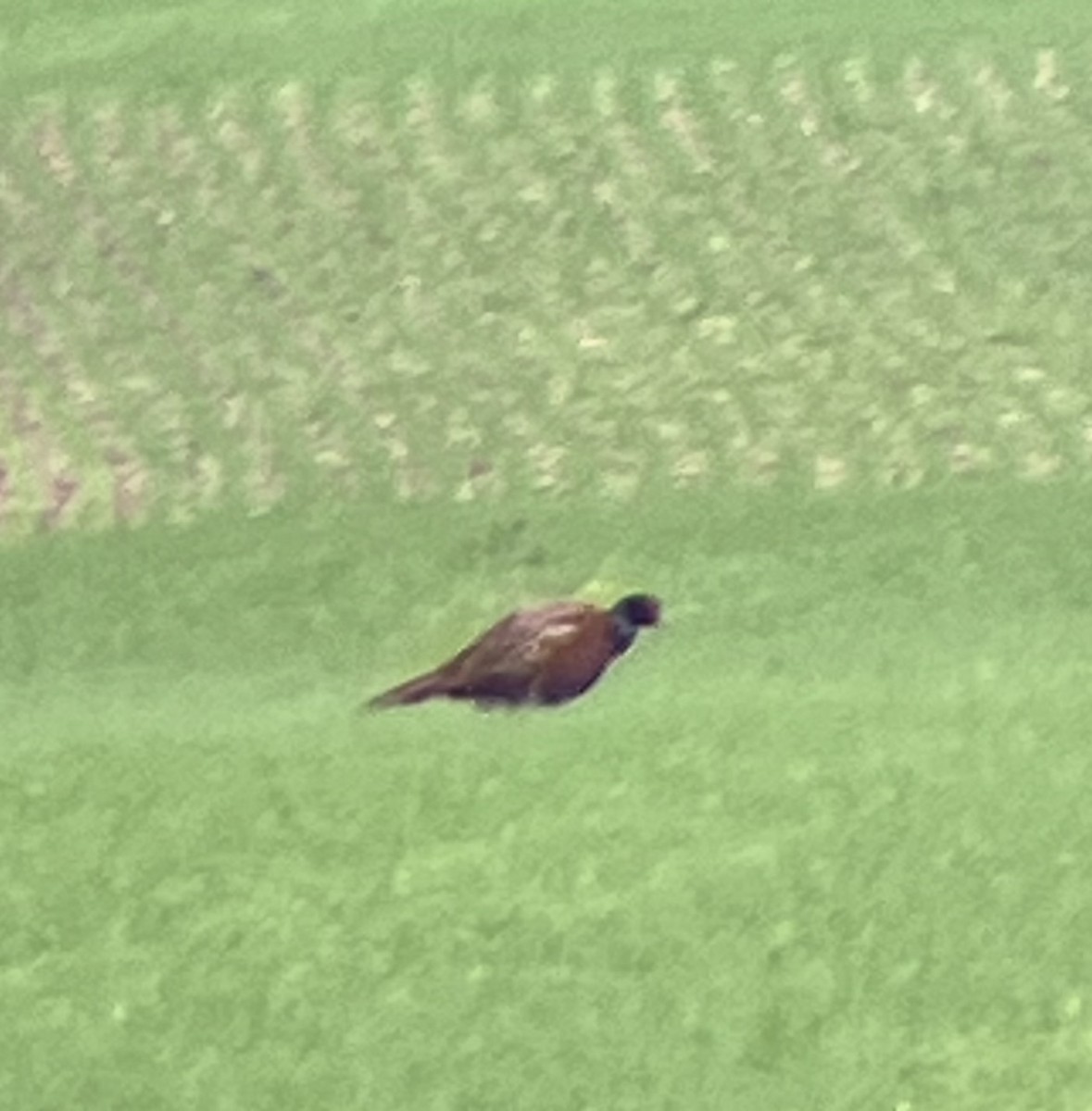 Jagdfasan - ML643703728