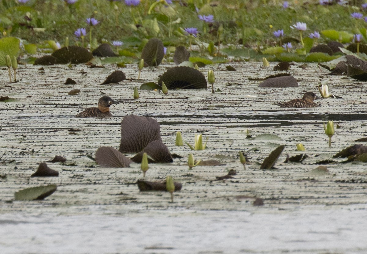 White-backed Duck - ML643703744