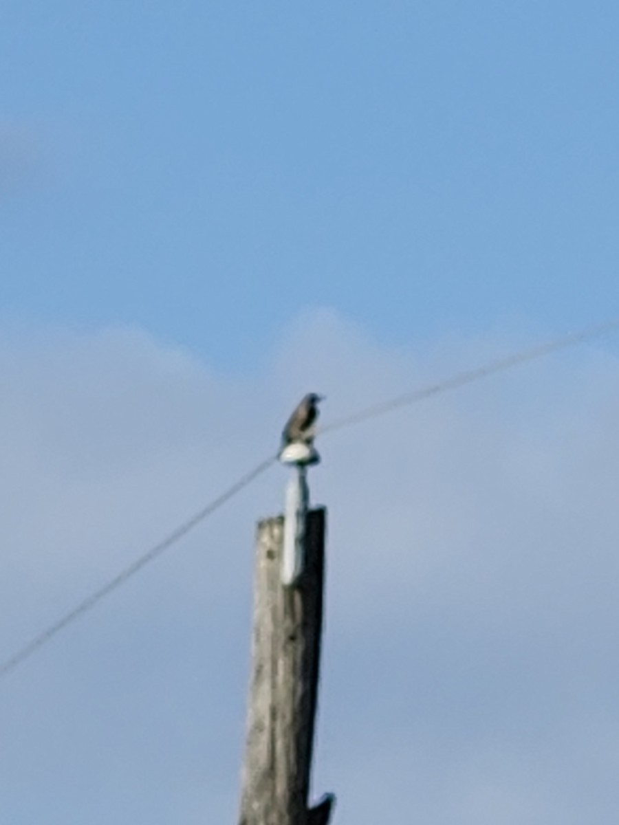 Northern Flicker (Red-shafted) - ML643703758