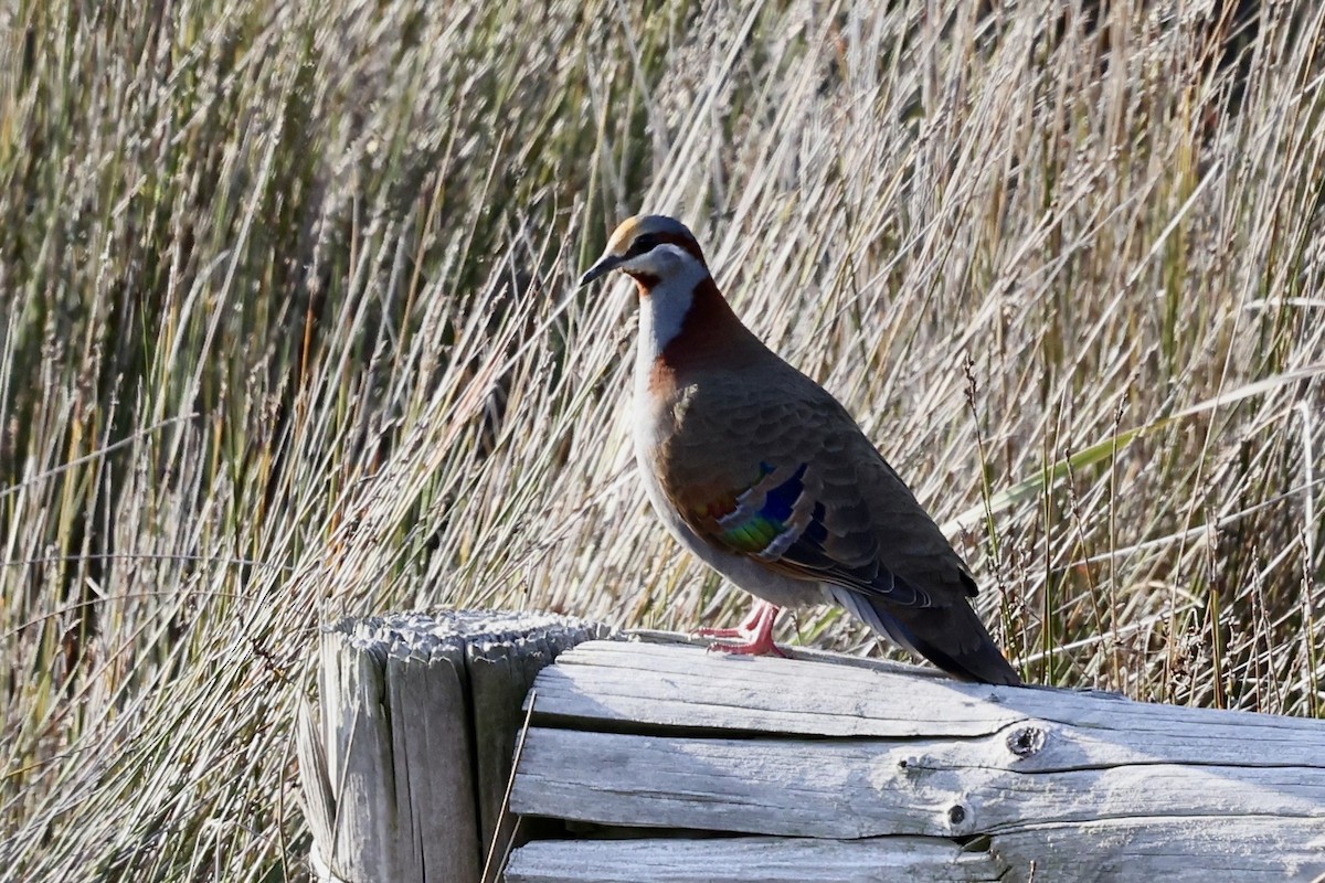 Brush Bronzewing - ML643703786