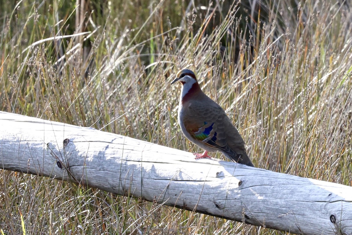 holub pestrokřídlý - ML643703787