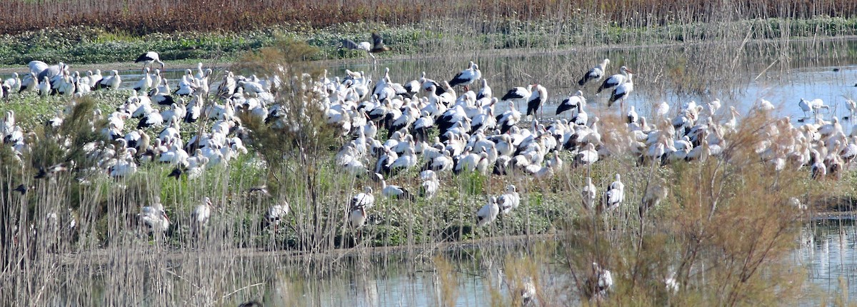 White Stork - ML643703819