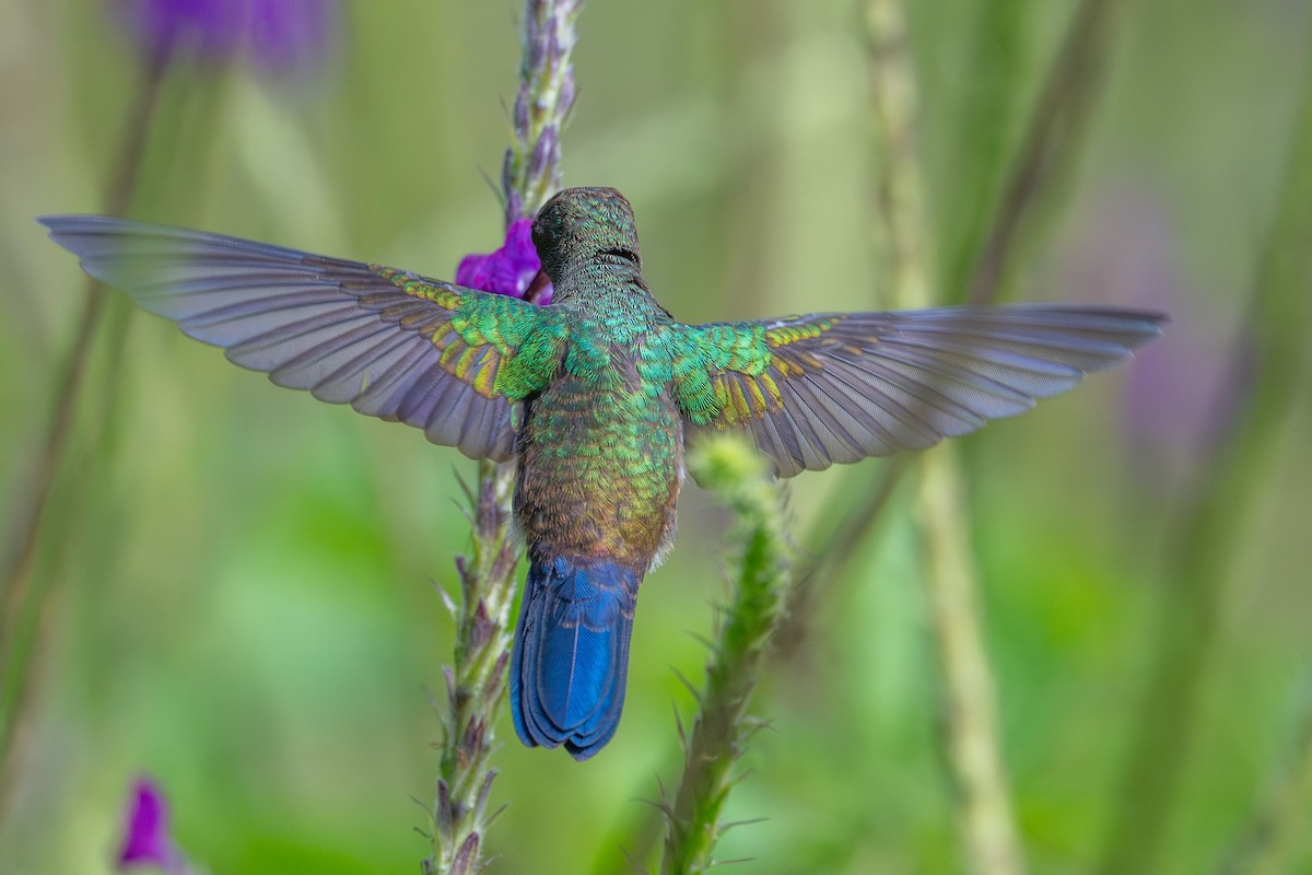 Blue-vented Hummingbird - ML643703831
