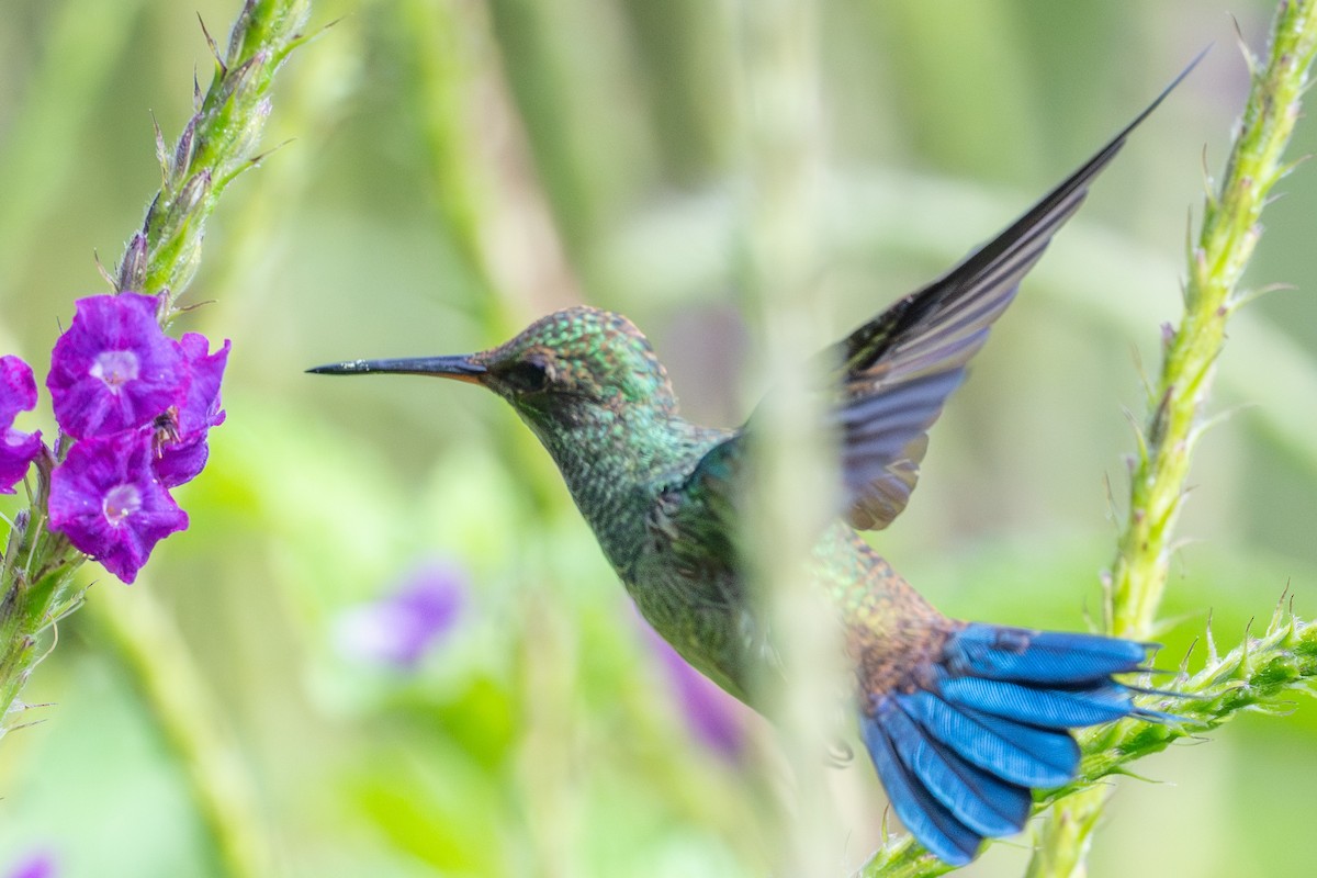 Blue-vented Hummingbird - ML643703834
