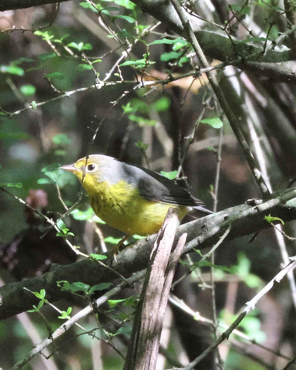 Paruline du Canada - ML643703835