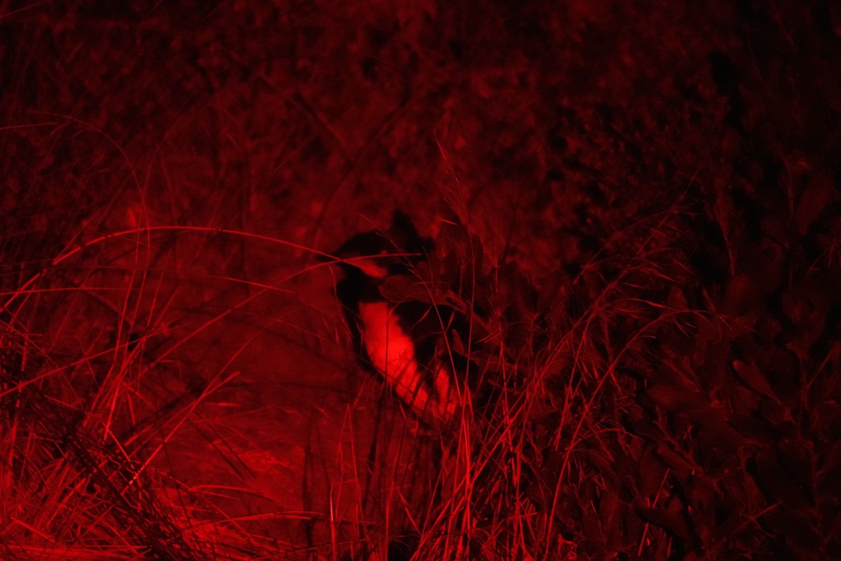 Little Penguin - ML643703849