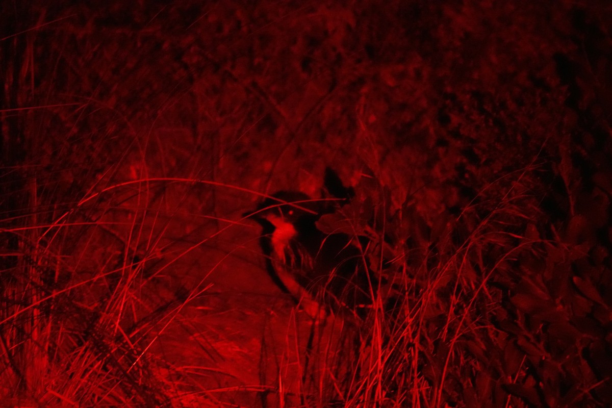 Little Penguin - ML643703851