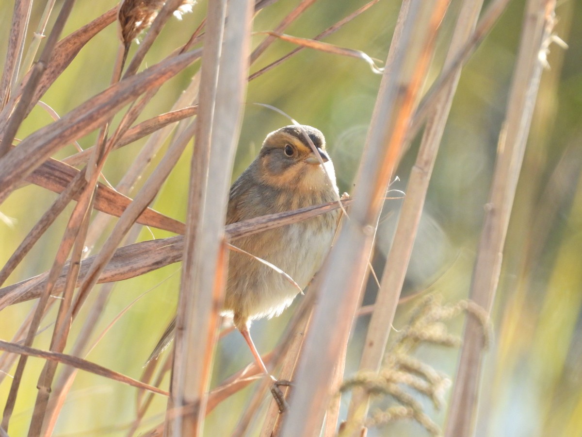 Nelson's Sparrow - ML643703852