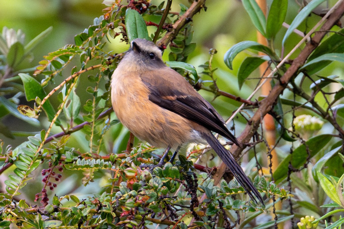 Brown-backed Chat-Tyrant - ML643703864