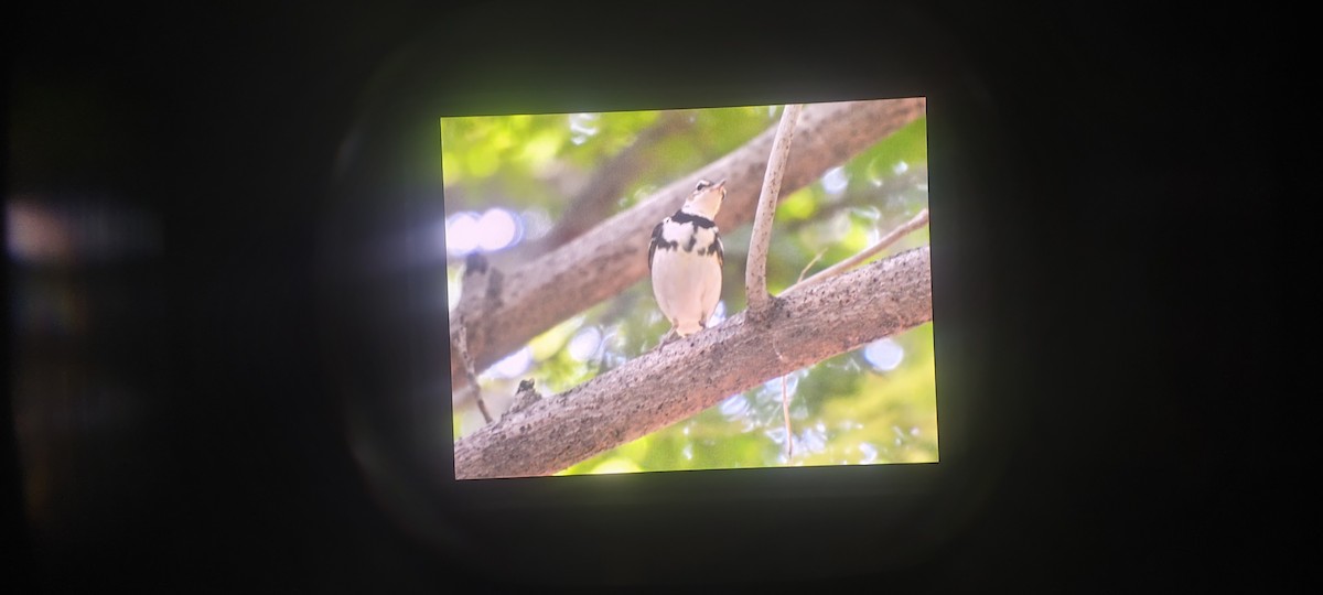 イワミセキレイ - ML643703865