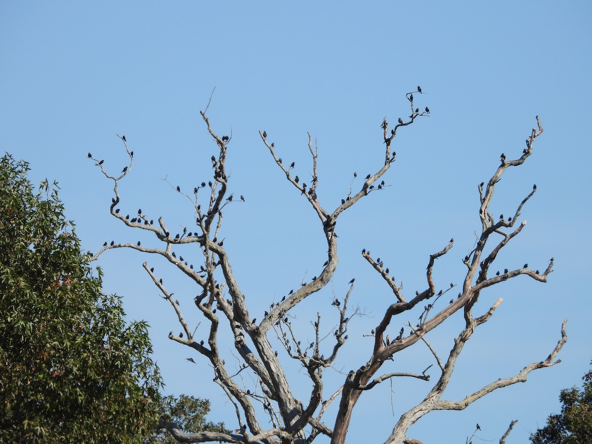 Brown-headed Cowbird - ML643703872