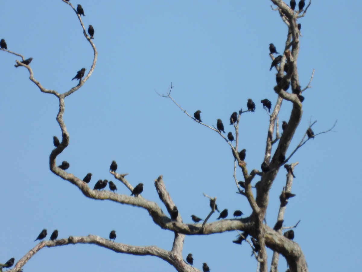 Brown-headed Cowbird - ML643703878