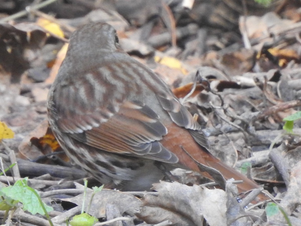 Fox Sparrow - ML643703882