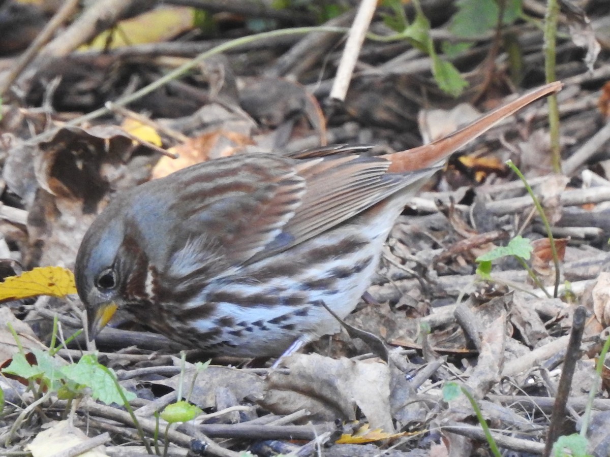 Fox Sparrow - ML643703884