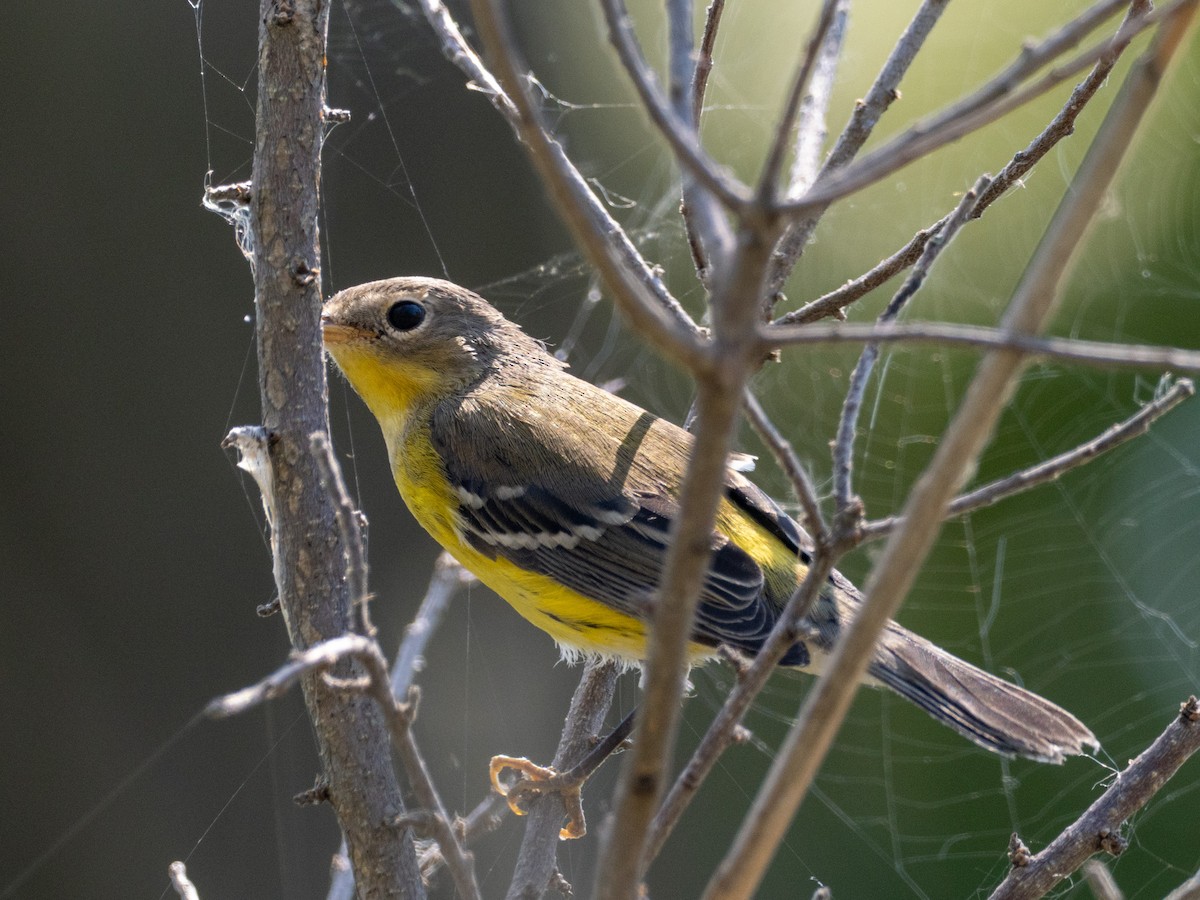 Magnolia Warbler - ML643703885