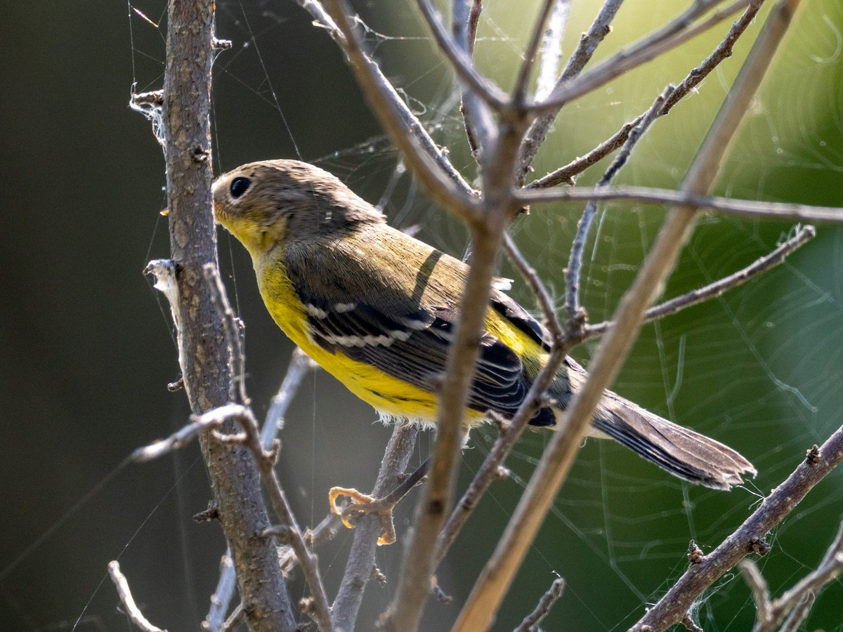 Magnolia Warbler - ML643703886