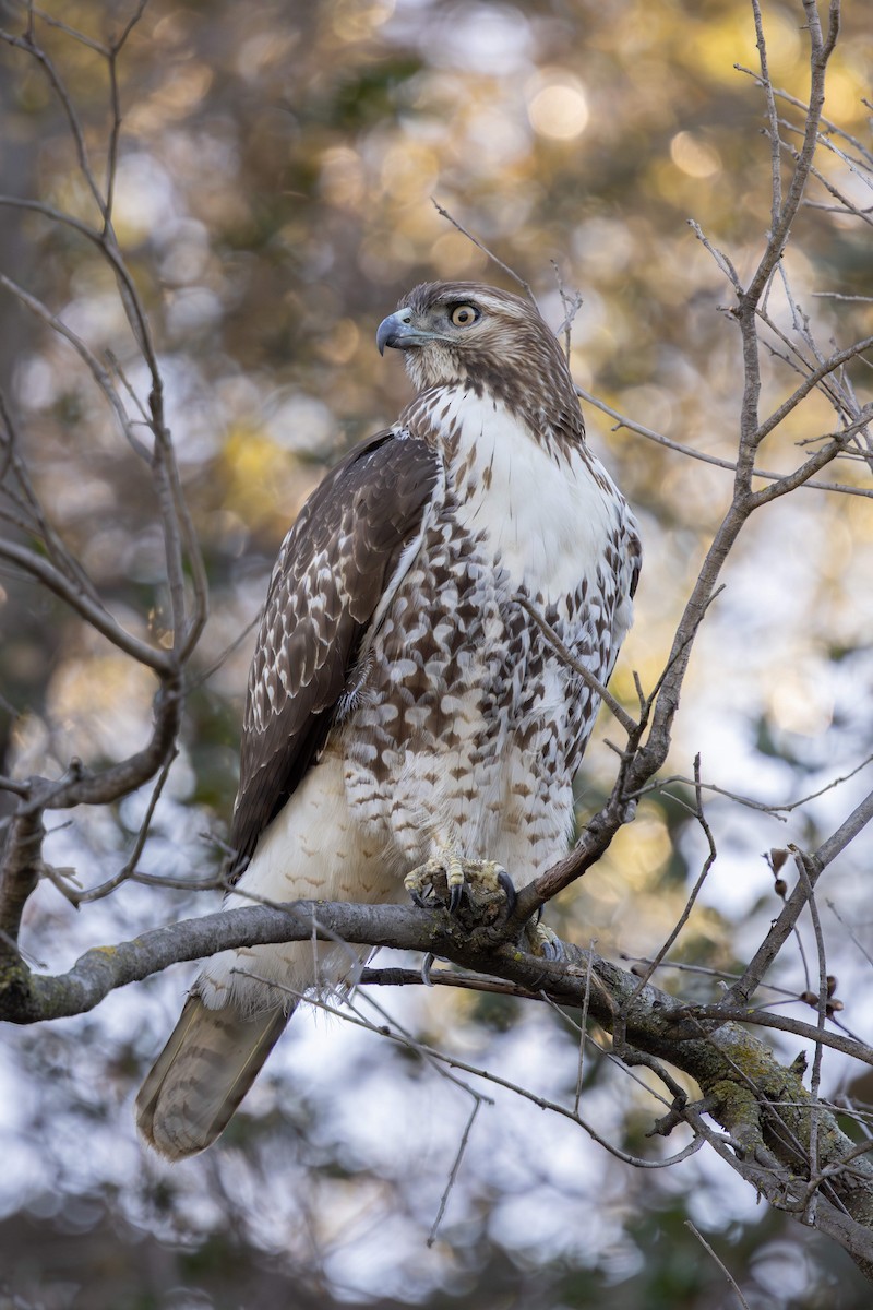 Red-tailed Hawk - ML643703887