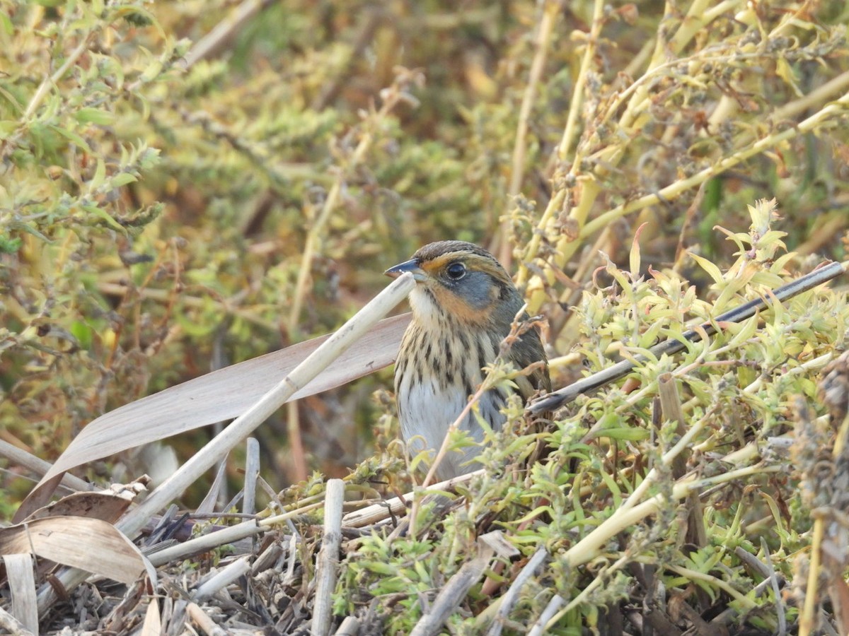 Saltmarsh Sparrow - ML643703888