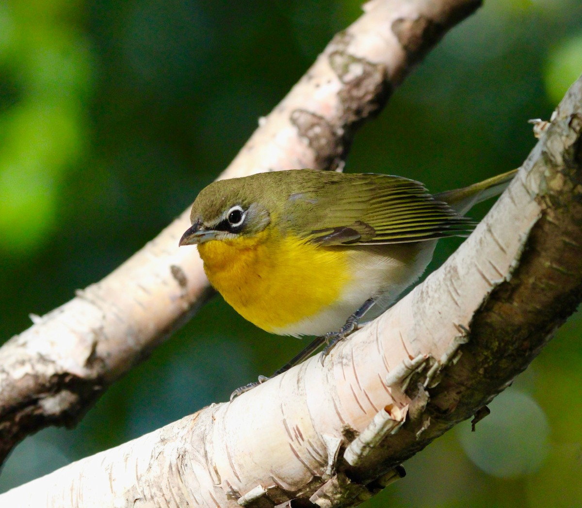 Yellow-breasted Chat - ML643703889