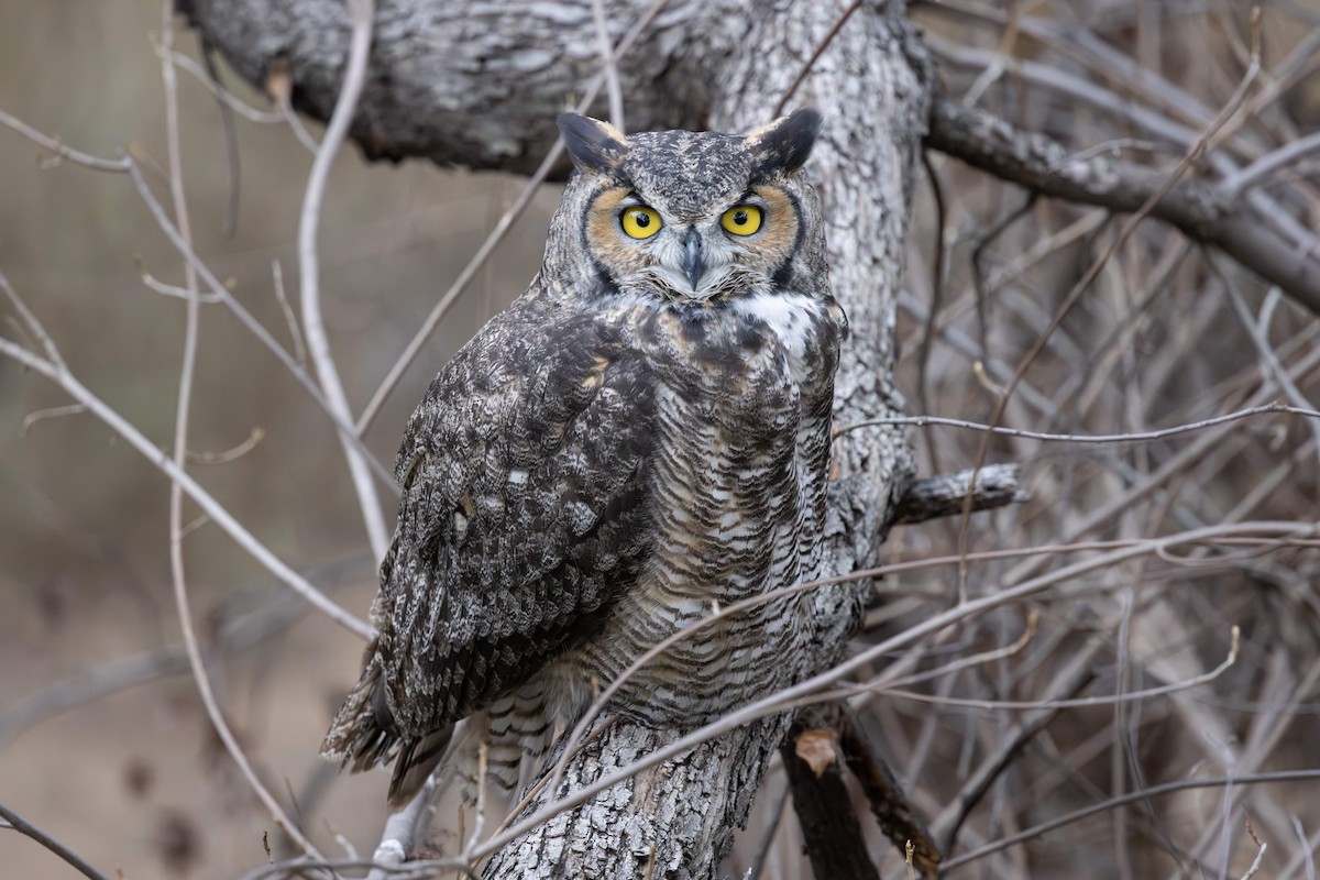 Great Horned Owl - ML643703890