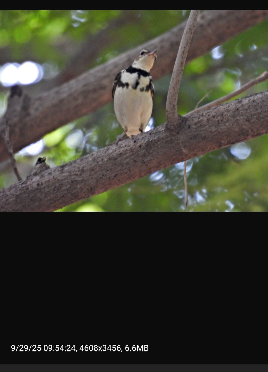 イワミセキレイ - ML643703891