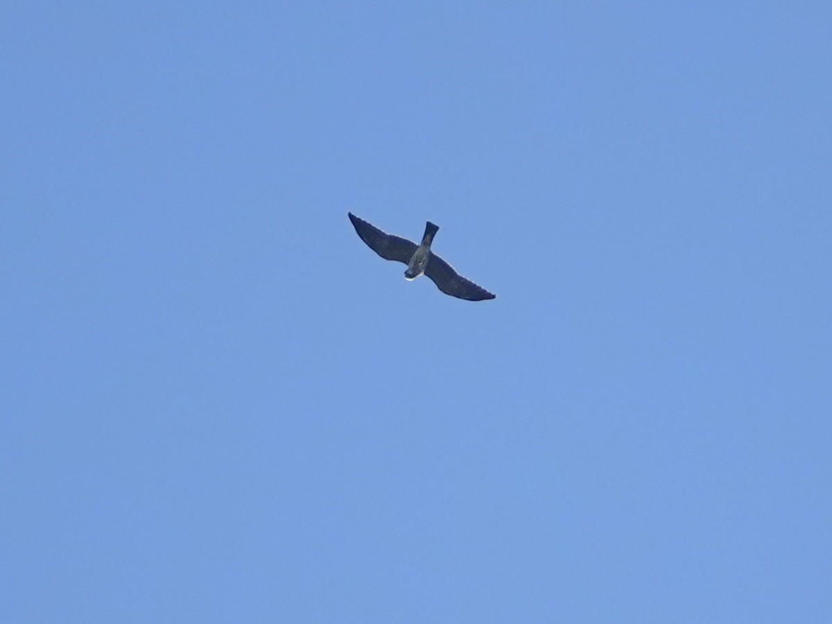 Mississippi Kite - ML643703893