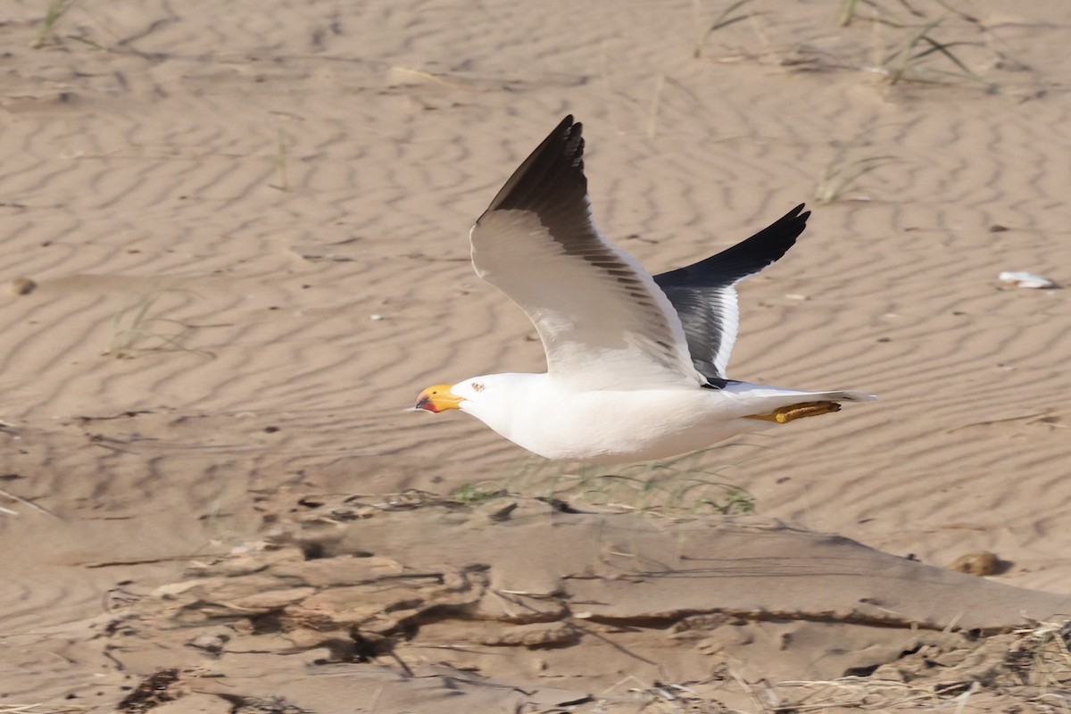Pacific Gull - ML643703900