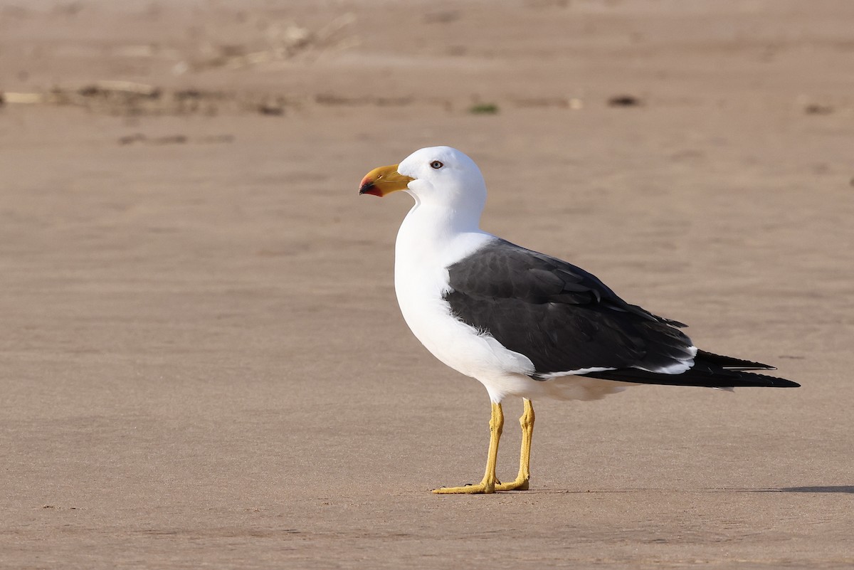 Pacific Gull - ML643703901
