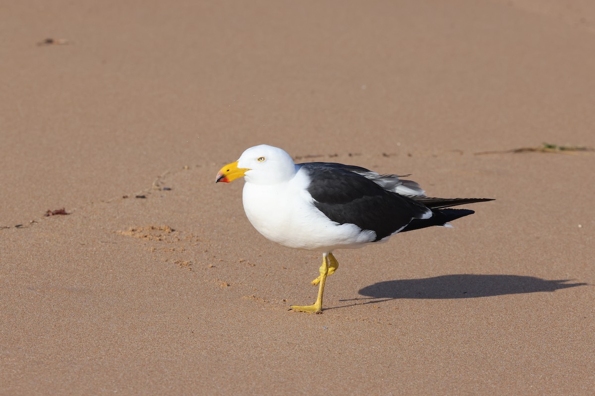 Pacific Gull - ML643703902
