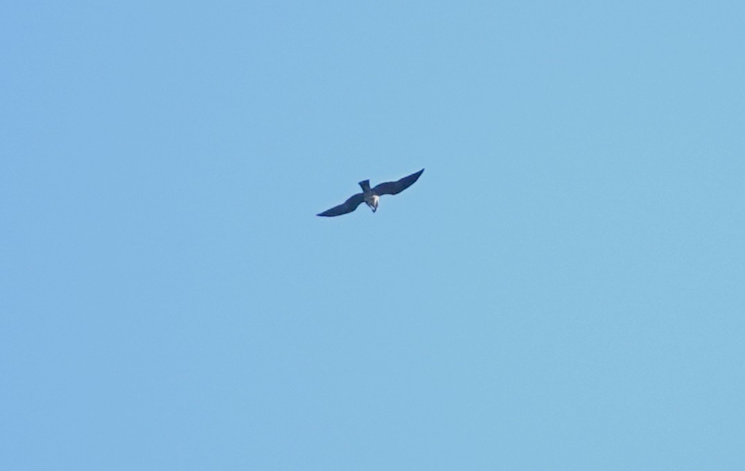 Mississippi Kite - ML643703903