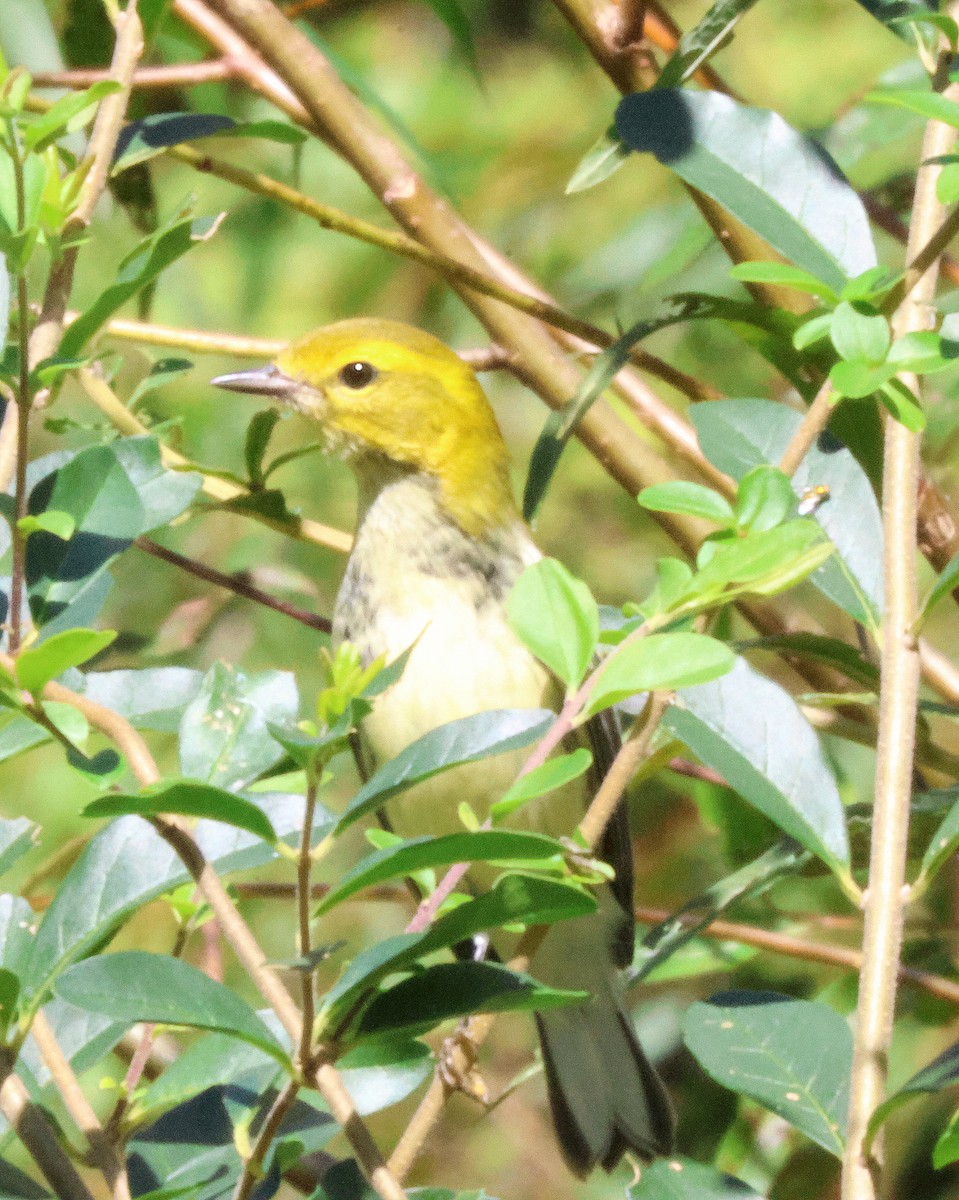 Black-throated Green Warbler - ML643703904