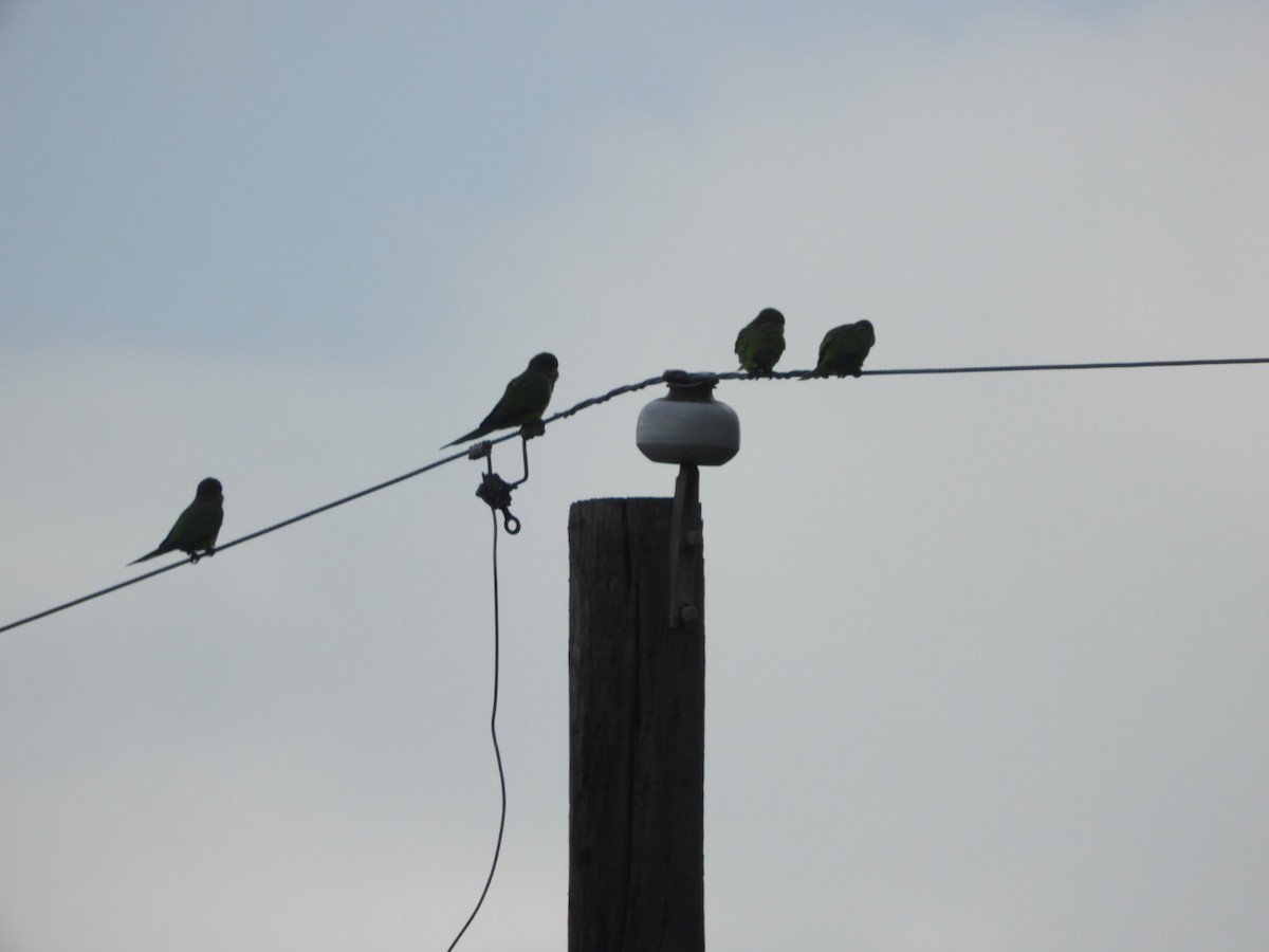 Monk Parakeet - ML643703908