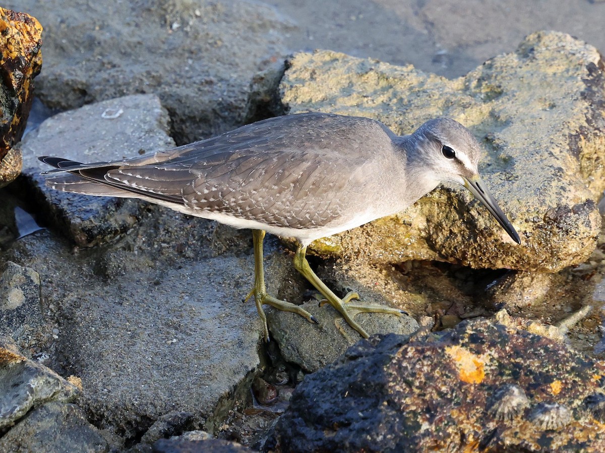 Gray-tailed Tattler - ML643703910