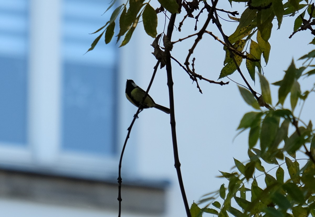 Great Tit - ML643703917