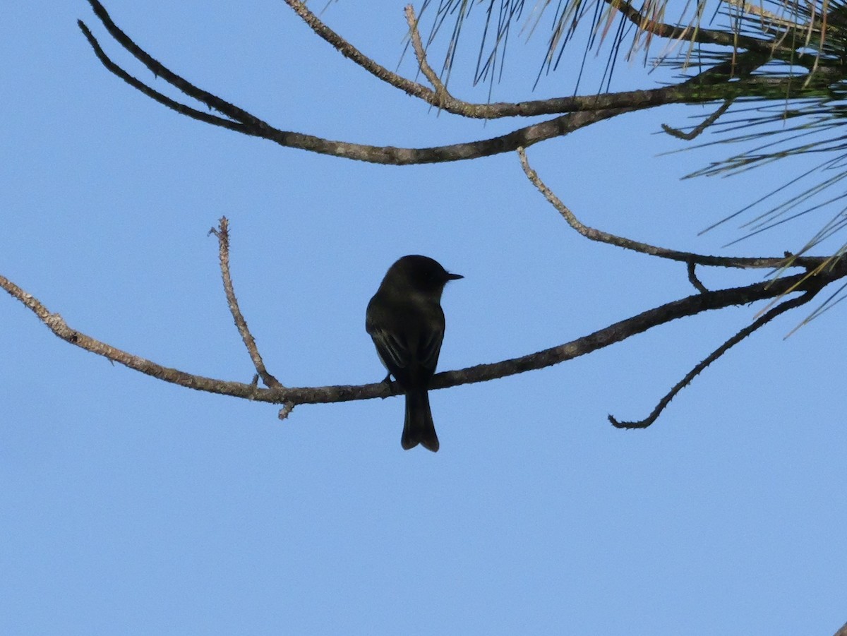 Eastern Phoebe - ML643703918