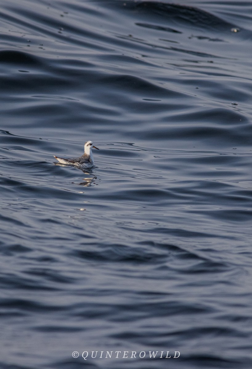 Red Phalarope - ML643703919