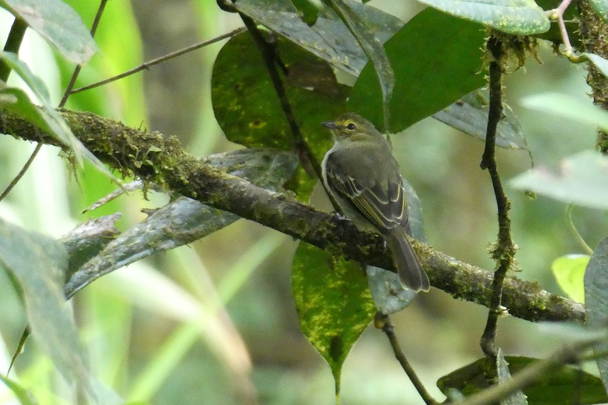 Golden-faced Tyrannulet - ML643703921