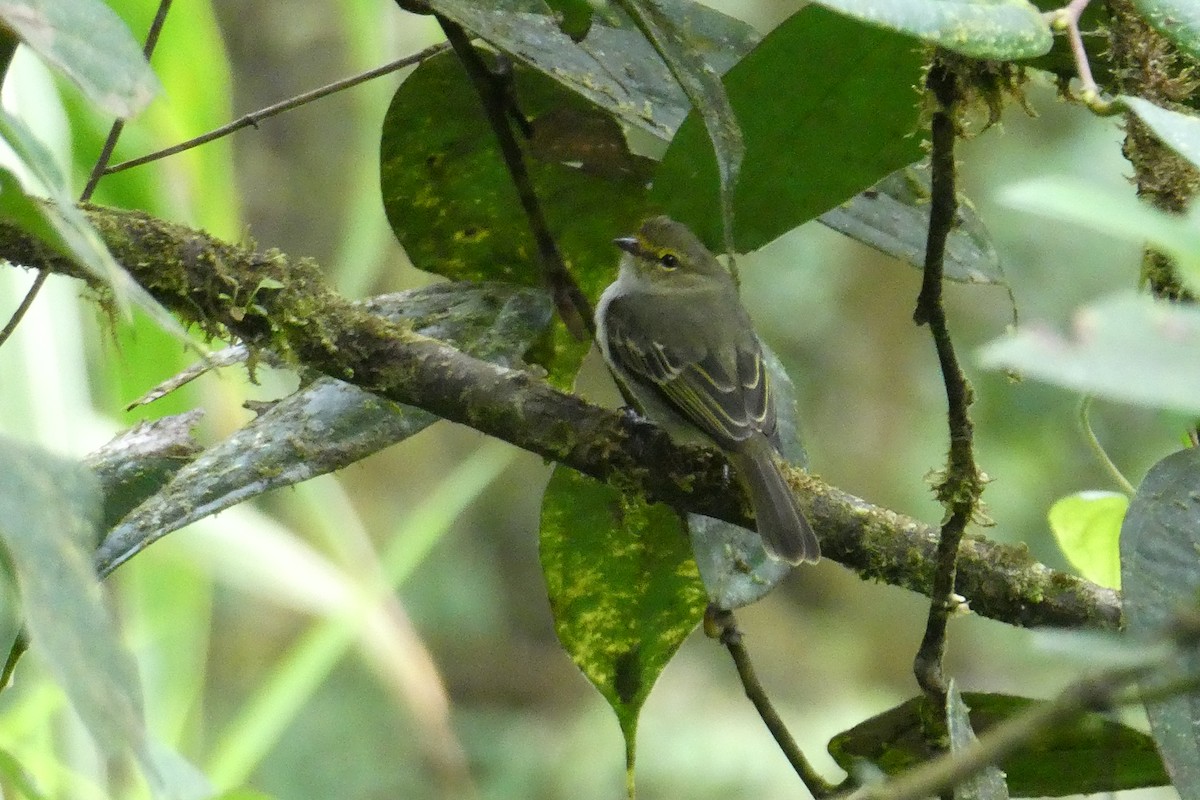 Golden-faced Tyrannulet - ML643703922
