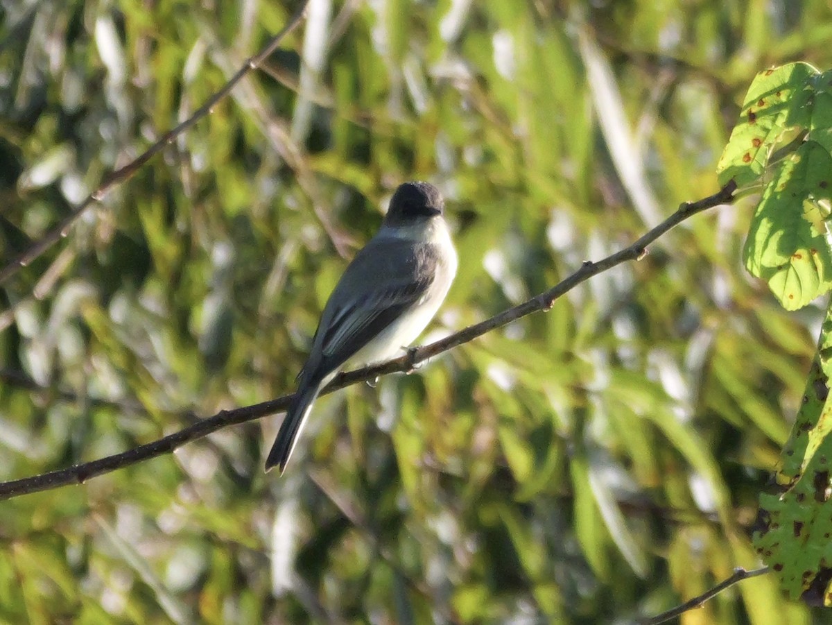 Eastern Phoebe - ML643703923