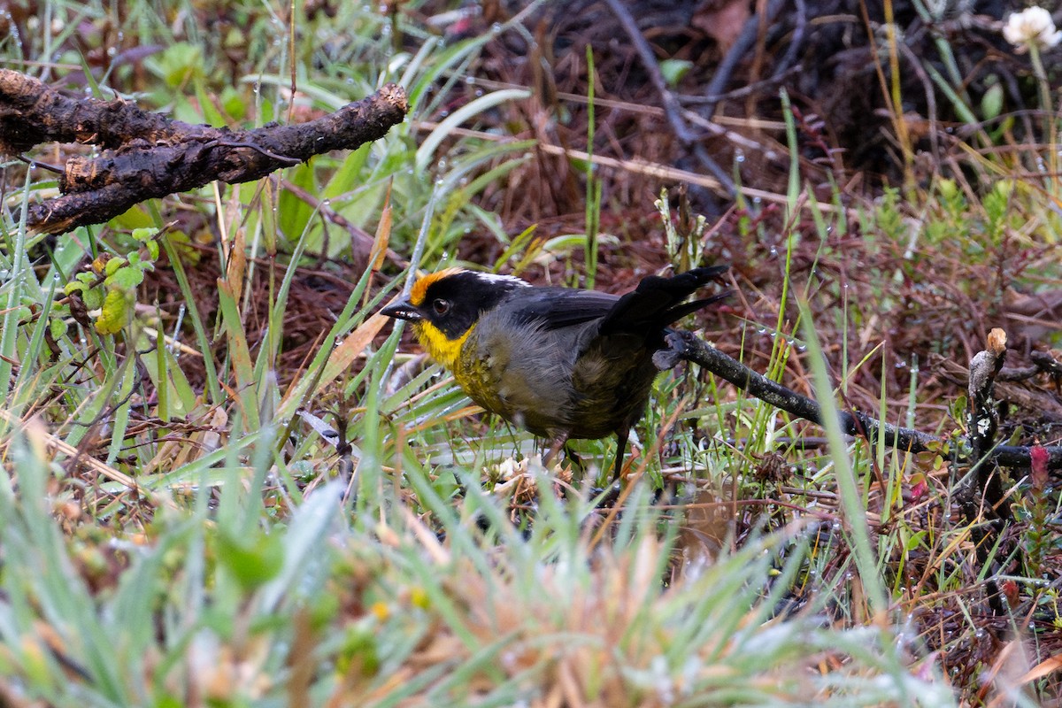 Pale-naped Brushfinch - ML643703929