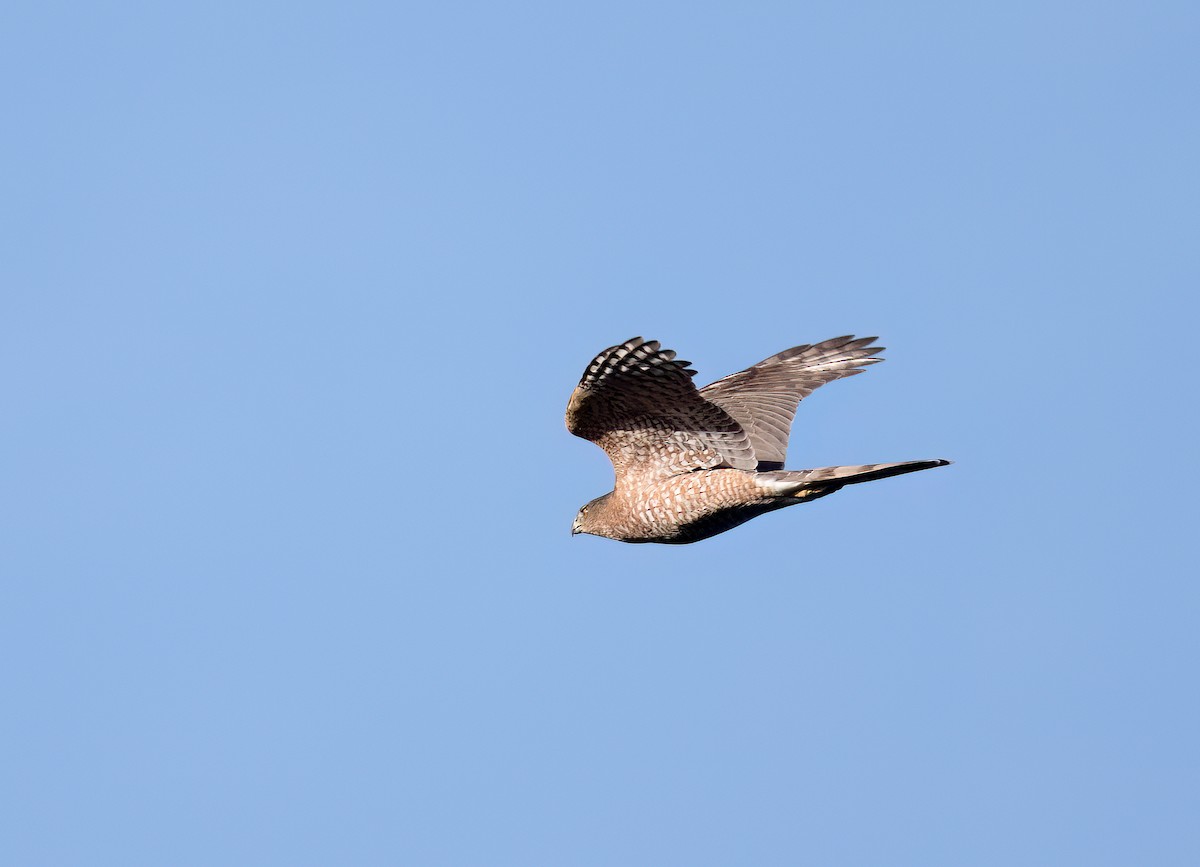 Cooper's Hawk - ML643703969
