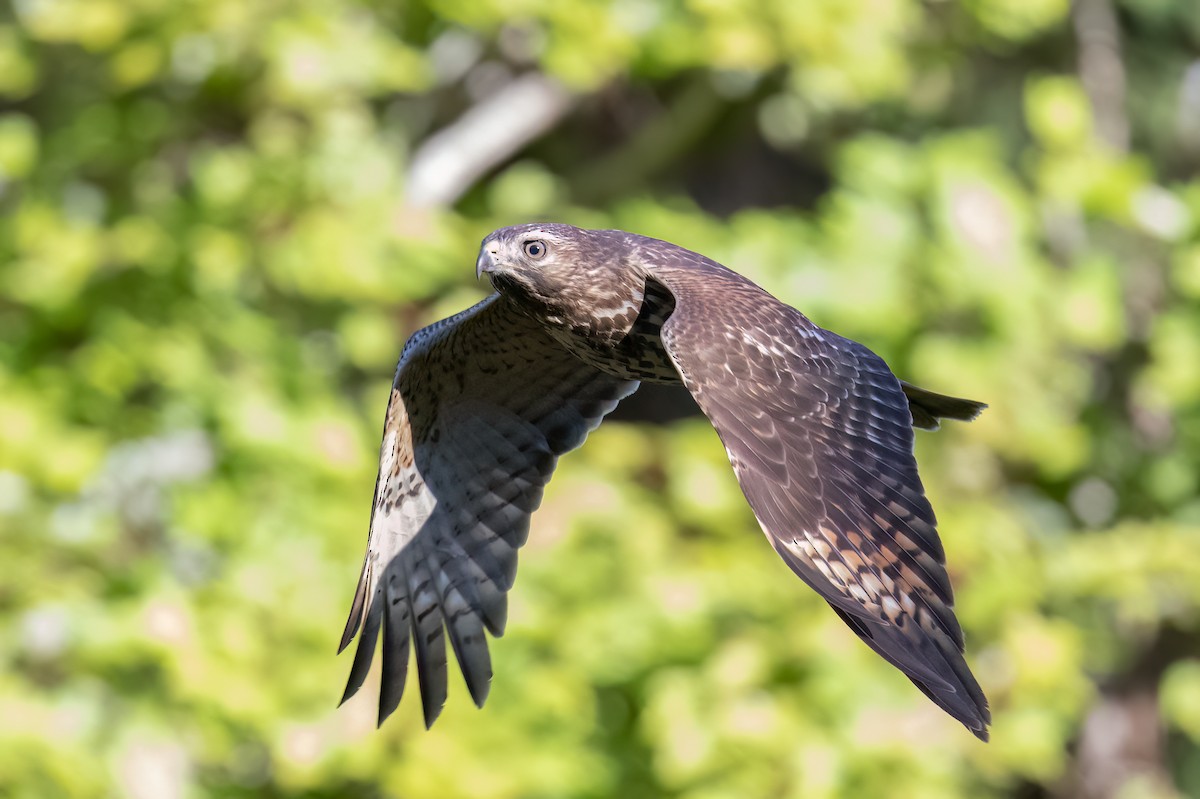 Red-shouldered Hawk - ML643703971